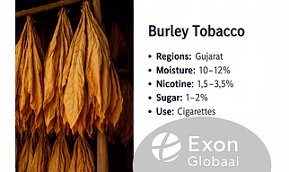 Burley tobacco