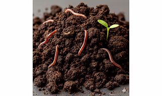 Cow dung vermicompost