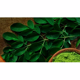 moringa leaves powder