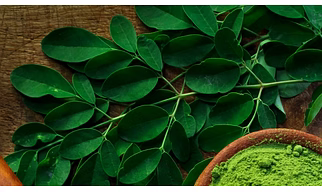 moringa leaves powder