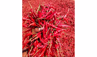 Indian Red Chilli , (Whole / Powder) “Premium Guntur Red Chilli Powder High ASTA – Bulk Export Supply”