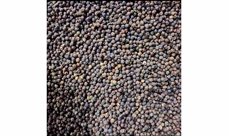 Indian Black Pepper (काली मिर्च) , High Piperine Indian Black Pepper with Verified Quality & International Standards.”
