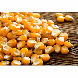 indian maize
