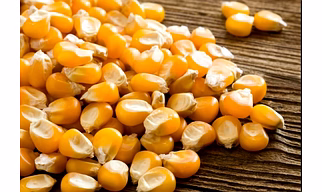INDIAN MAIZE