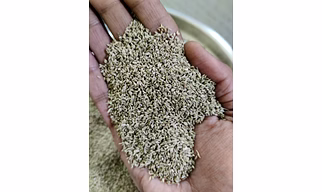 CAROM SEED