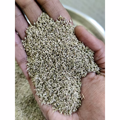 carom seed