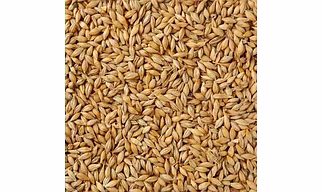 Premium Organic Barley Grain - Bulk Supply