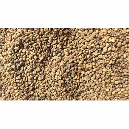 robusta green coffee beans