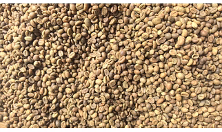 Robusta green coffee beans
