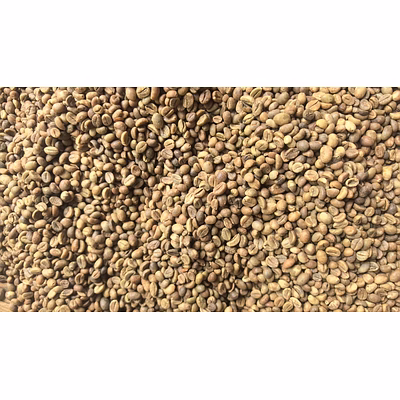 robusta green coffee beans