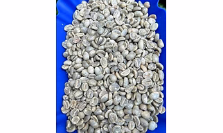 Arabica green coffee beans