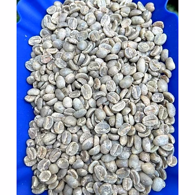 arabica green coffee beans