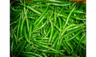 Capsicum or of the genus Pimenta