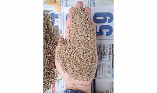 Cumin seeds