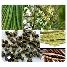 moringa seeds