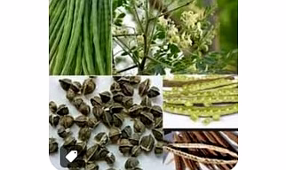 Moringa Seeds