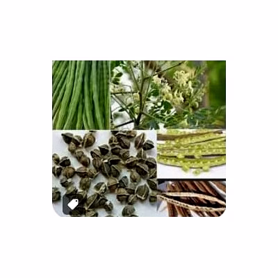 moringa seeds