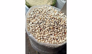 Lotus seed/ Fox nut/Makhana