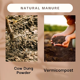 cowdung powder