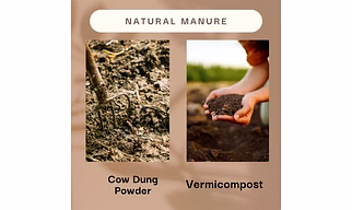 cowdung powder