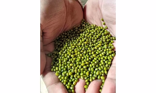 Green whole moong mag