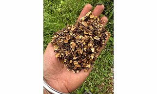 Neem fruit husk