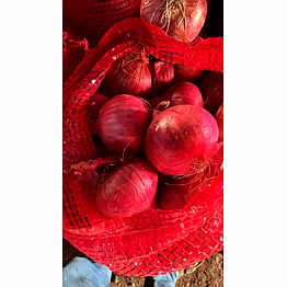 fresh onion