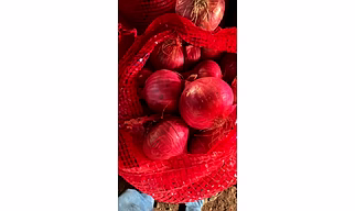 Fresh Onion
