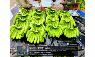 G9 Banana