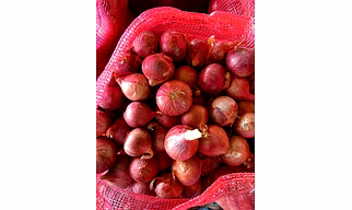 Onion
