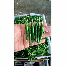 g4 green chilli