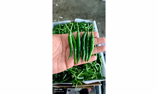 G4 Green chilli