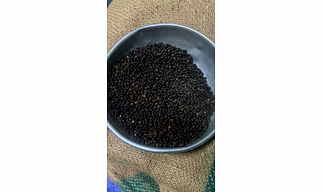 BLACK PEPPER