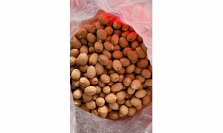 NUTMEG