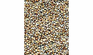 Pearl millet