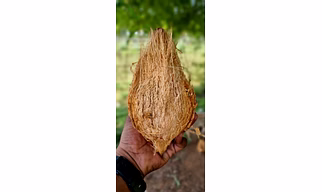 Coconut - Semi Husked