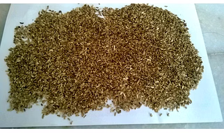 Kasni Seed