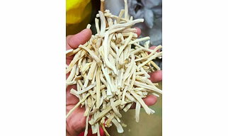 White Shatavari