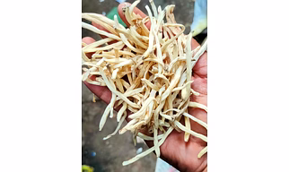 Safed Musli