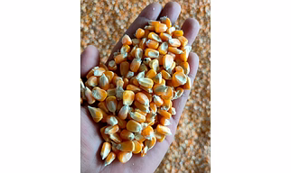 Maize A Grade
