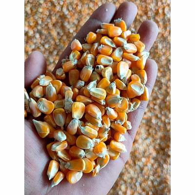 maize a grade