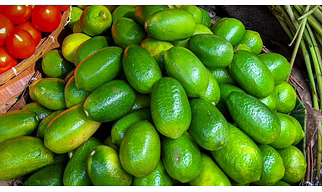 Kaji Nemu (Assam Lemon)