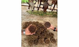 COW DUNG CAKE
