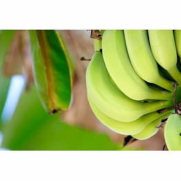 indian banana