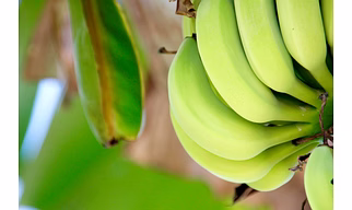 Indian Banana