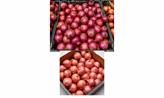 Onion