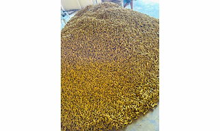 Turmeric finger