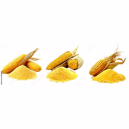 corn on the cob (maize)