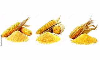 CORN ON THE COB (MAIZE)