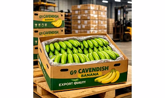 G9 Cavendish Banana
